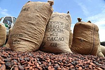Le prix du cacao fixé à 1 000 Fcfa/Kg, en hausse de 175 FCFA