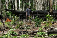Les plantations dans les forêts classées seront détruites: Les menaces et conséquences d’une telle mesure