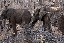 Afrique du Sud : un braconnier piétiné par un troupeau d’éléphants