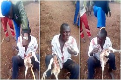 Un homme contraint de manger un poulet vivant qu’il a volé