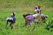 Le retard des pluies fait craindre une crise alimentaire en Côte d’Ivoire