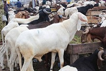 Veille de la Tabaski / Entre pénurie et cherté de la vie : Comment se comporte le marché de bétail de Bouaké