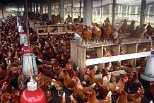 Côte d'Ivoire: la grippe aviaire déclarée dans le département de Bassam