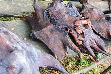 Ebola : fermeture des points de vente de viande de brousse à Yamoussoukro