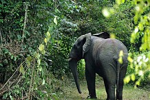 Côte d'Ivoire: l'éléphant Hamed s'échappe à nouveau et fait des ravages