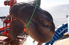 Maroc : Un gigantesque poisson-lune de plus d’une tonne pêché en mer Maroc : Un gigantesque poisson-lune de plus d’une tonne pêché en mer