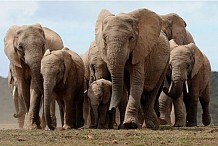 Didiévi : Un troupeau d’éléphants tue un élève, l’Honorable N’guessan Edouard interpelle les autorités