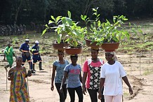 Côte d'Ivoire: 28,5 millions d'arbres déjà plantés sur 50 millions visés en 2021