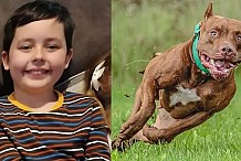 Un enfant de 10 ans meurt dévoré par un pitbull alors qu'il jouait chez un camarade de classe