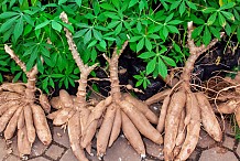 Sécurité alimentaire : Une force spéciale en première ligne contre les maladies du manioc