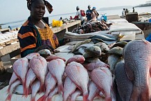 Côte d'Ivoire: la pêche artisanale soumise à une licence