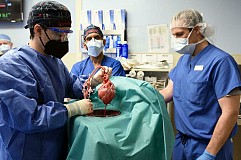 Aux États-Unis, des chirurgiens greffent le cœur d'un porc sur un homme