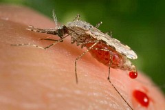 Lutte contre le paludisme : le taux de mortalité en baisse d’environ 50%