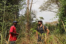 En Côte d’Ivoire, la vitesse de reconstitution de la forêt tropicale surprend les chercheurs