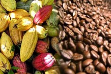Développement de la filière café-cacao : Le Conseil café-cacao se déploie en Asie et en Orient