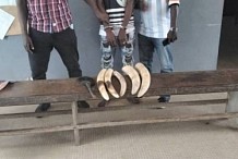 Un braconnier arrêté avec 5 défenses d’ivoire et une queue d'éléphant à Bondoukou