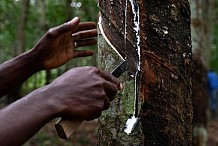 Comment la Côte d’Ivoire est devenue un géant mondial du caoutchouc