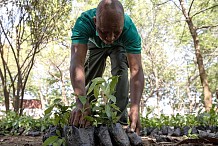 Lutte contre la désertification : La Côte d’Ivoire veut mettre fin à la déforestation causée par l’agriculture