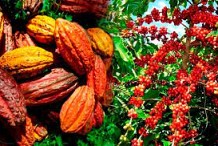 Le conseil café- cacao sensibilise les populations d'Etuéboué à la consommation et à la transformation de ces deux produits agricoles