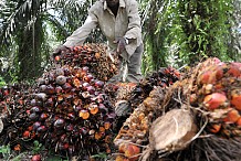 Côte d’Ivoire : réflexions sur la compétitivité de la filière palmier à huile