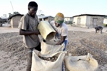 Amélioration des conditions de vie des producteurs : Plus de 16 000 milliards de FCFA de revenus financiers distribués aux planteurs depuis 2012