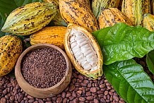 Cacao: 2023, l'année où les cours vont de nouveau baisser ?