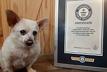 Le plus vieux chien du monde est un chihuahua de 23 ans