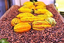 Le Conseil du café-cacao obtient une représentation permanente à Abou Dhabi