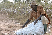 Le gouvernement subventionne la filière coton à hauteur de 58 millions de dollars