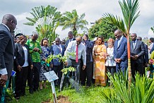 Restauration du Couvert Forestier : La Cote d’Ivoire veut Reboiser 100 000 Hectares Chaque Année