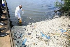 Découverte d'une importante quantité de poissons morts flottant sur la lagune Ebrié : voici les causes