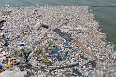 Deux tonnes de poissons morts dans la lagune Ebrié, enfin les raisons !