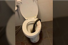 Terreur aux toilettes : un python surgit et mord un homme aux parties intimes Terreur aux toilettes : un python surgit et mord un homme aux parties intimes