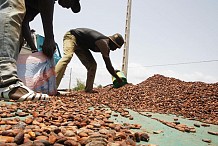 Côte d'Ivoire : les exportateurs de cacao réduisent leurs achats en raison de la hausse des prix au port