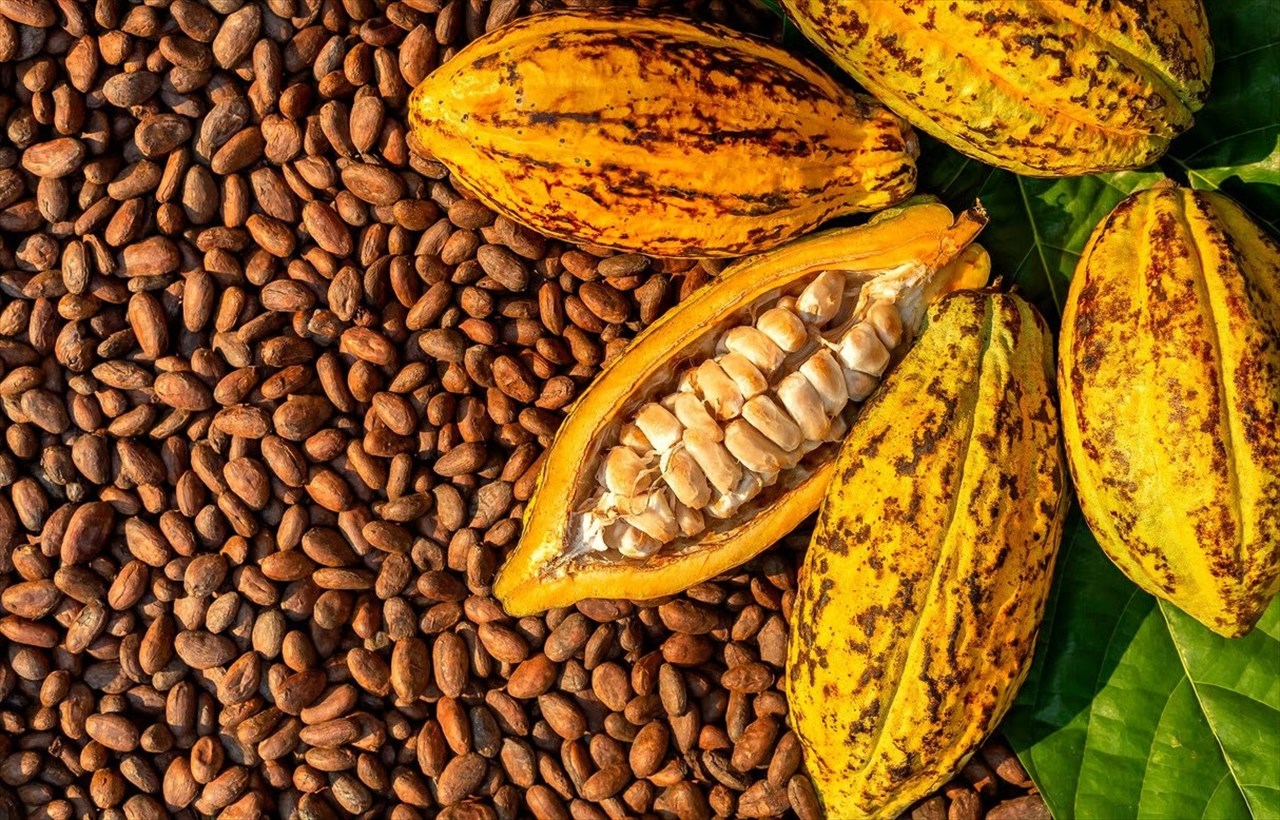 Face à la crise du cacao, la Côte d'Ivoire réduit drastiquement le prix d'achat aux planteurs
