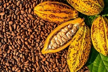 Face à la crise du cacao, la Côte d'Ivoire réduit drastiquement le prix d'achat aux planteurs