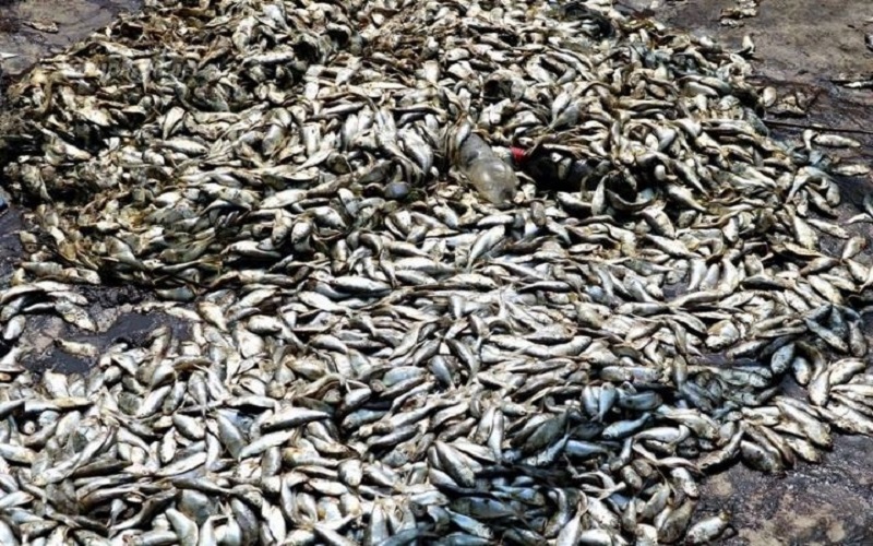 Songon-Kassemblé : le MIRAH réagit après une importante mortalité de poissons en lagune