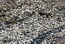 Songon-Kassemblé : le MIRAH réagit après une importante mortalité de poissons en lagune
