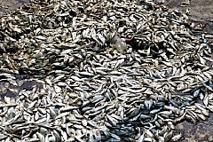 Songon-Kassemblé : le MIRAH réagit après une importante mortalité de poissons en lagune