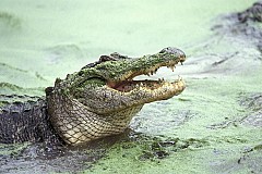Floride : Deux hommes arrêtés après avoir fait boire de la bière à un alligator Floride : Deux hommes arrêtés après avoir fait boire de la bière à un alligator
