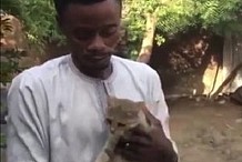 Nigeria: un homme lègue 20% de sa fortune à son chat