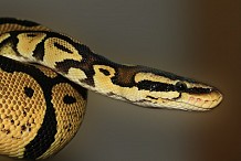 Grande-Bretagne: Elle découvre un python dans sa valise en rentrant d'Australie