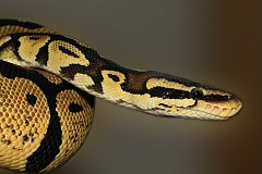 Grande-Bretagne: Elle découvre un python dans sa valise en rentrant d'Australie Grande-Bretagne: Elle découvre un python dans sa valise en rentrant d'Australie