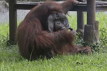 Indonésie: Un orang-outan fume une cigarette lancée par un visiteur du zoo - vidéo