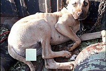 Insolite: Une chienne sauvée après avoir été ligotée et violée par un groupe d’hommes