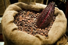 Cacao : le Ghana confronté à la contrebande de fèves ivoiriennes
