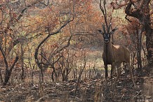 Côte d’Ivoire : le parc national de la Comoé n’est plus en péril, selon l’Unesco
