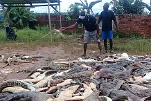 Indonésie : une foule en colère massacre près de 300 crocodiles