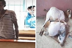 Kenya/Insolite: il viole à mort les deux chèvres appartenant à sa mère