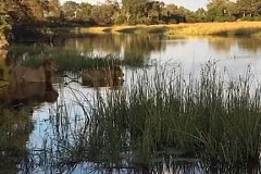 Le comportement héroïque d'un lion avec un crocodile pour sauver son frère - vidéo